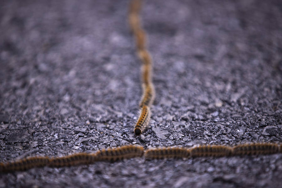Ayuntamientos costeros como Salobreña y Motril actúan para tratar de contener el avance de esta oruga tóxica desde los pinares de los montes públicos hasta las ciudades