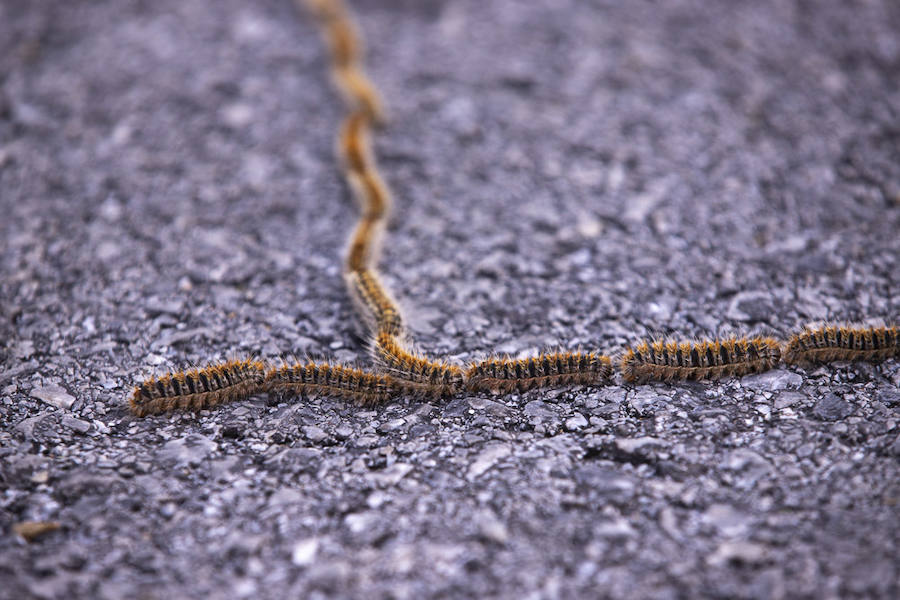 Ayuntamientos costeros como Salobreña y Motril actúan para tratar de contener el avance de esta oruga tóxica desde los pinares de los montes públicos hasta las ciudades