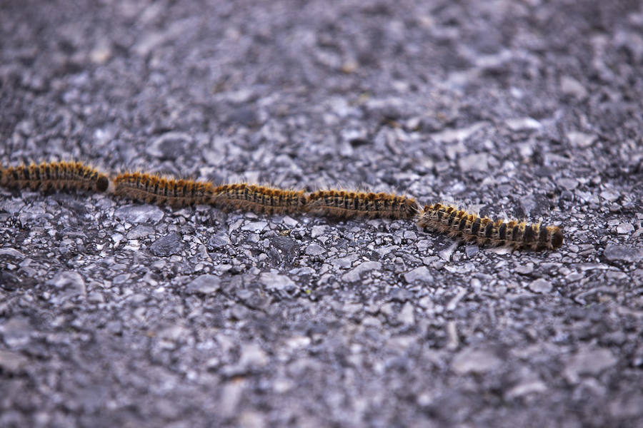 Ayuntamientos costeros como Salobreña y Motril actúan para tratar de contener el avance de esta oruga tóxica desde los pinares de los montes públicos hasta las ciudades