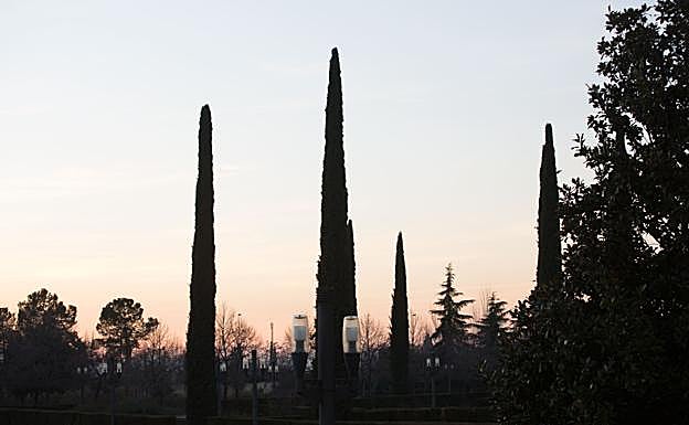 La polinización de los cipreses afecta en Granada a las 13.000 personas que padecen alergia, según los datos del Laboratorio de Aerobiología de Andalucía Oriental.