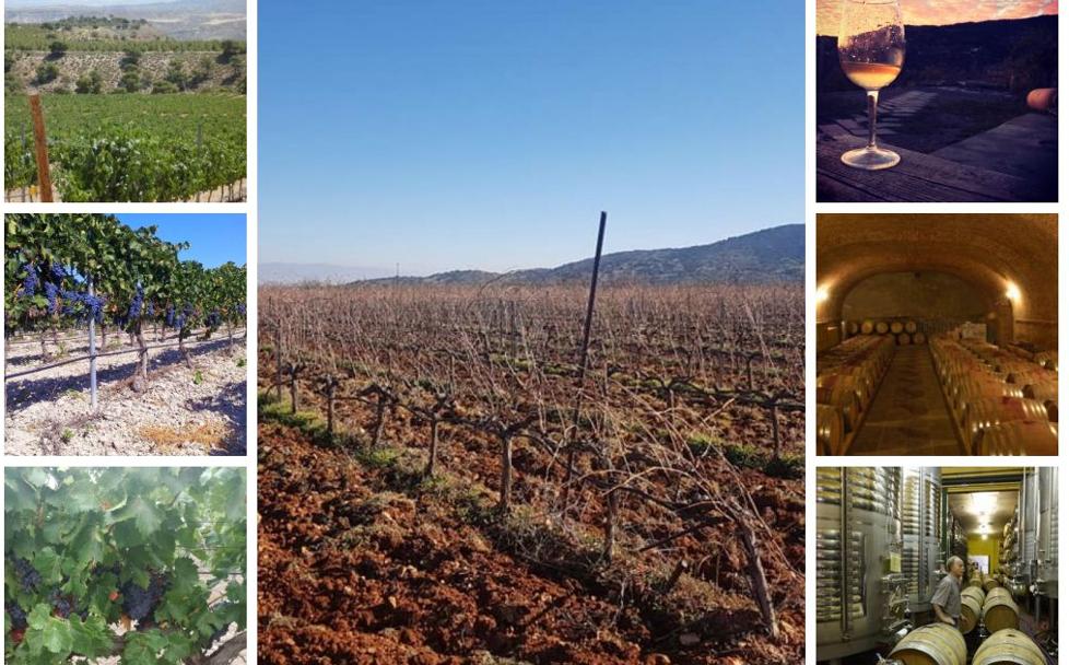 Una ruta por 10 bodegas de la provincia de Granada