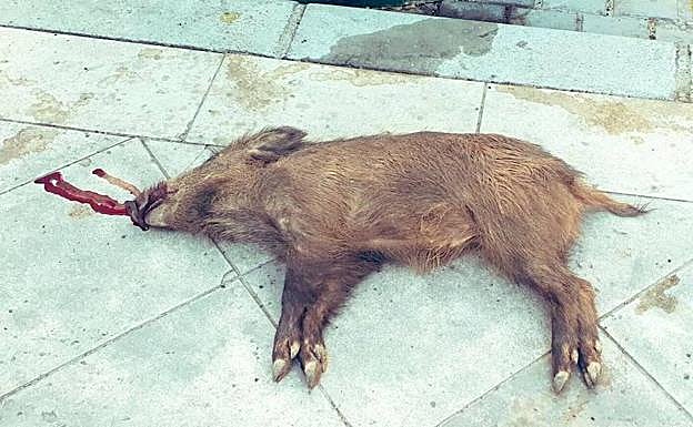 Cuerpo del animal encontrado cerca del centro de salud de Expansión Norte.