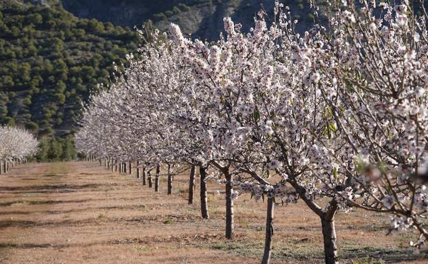 Almendral en flor en Dúrcal.