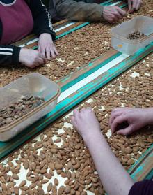 Imagen secundaria 2 - La agricultura se pasa a los almendrales para mantenerse viva