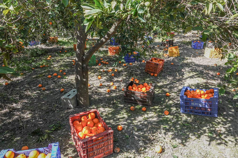 La comarca del Valle de Lecrín se está viviendo una campaña de cítricos en la que a los agricultores no les merece la pena acudir al árbol a cortar la fruta o contratar a alguien para que lo haga. El kilo de naranjas se está pagando este año a nueve céntimos.