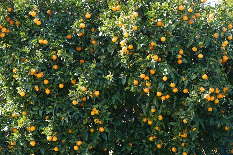 La comarca del Valle de Lecrín se está viviendo una campaña de cítricos en la que a los agricultores no les merece la pena acudir al árbol a cortar la fruta o contratar a alguien para que lo haga. El kilo de naranjas se está pagando este año a nueve céntimos.