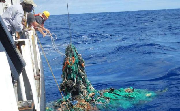 El 99% de las aves marinas tendrán plásticos en su organismo en 2050