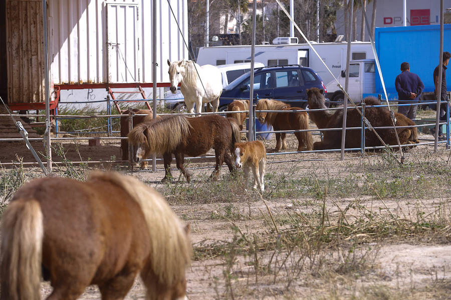 Urbanismo dio autorización para el espectáculo si no participaban animales, pero después comprobó que esto iba contra su ordenanza