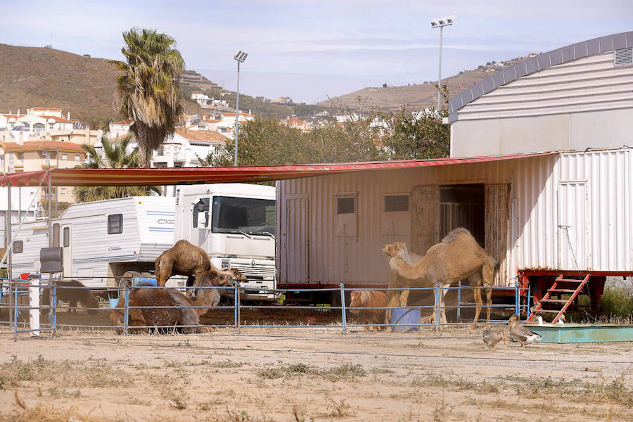 Urbanismo dio autorización para el espectáculo si no participaban animales, pero después comprobó que esto iba contra su ordenanza