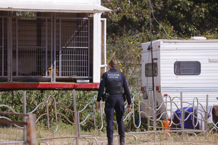 Urbanismo dio autorización para el espectáculo si no participaban animales, pero después comprobó que esto iba contra su ordenanza