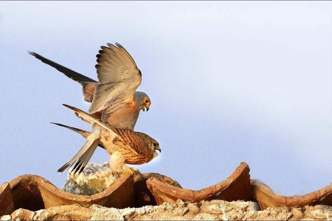 El final del invierno es tiempo para la reproducción en los espacios naturales del sureste andaluz. Las especies aprovechan la temperatura primaveral para adelantar sus cortejos. Cópula de cernícalo primilla