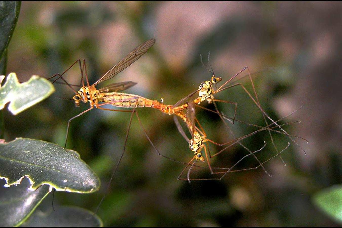 El final del invierno es tiempo para la reproducción en los espacios naturales del sureste andaluz. Las especies aprovechan la temperatura primaveral para adelantar sus cortejos. triple cópula de Tipula oleracea