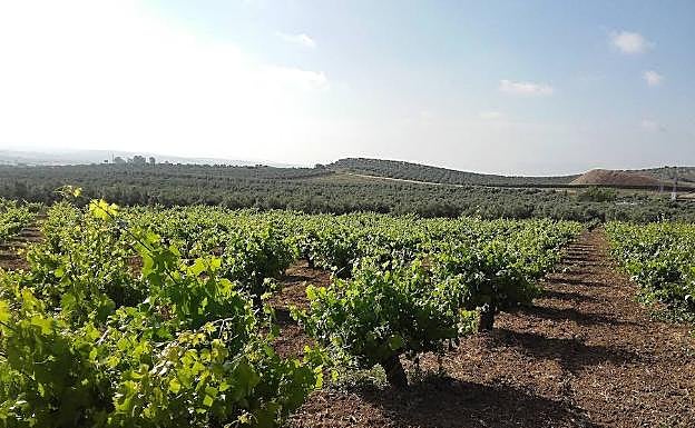 Un encuentro internacional recupera la historia de la vid en Al Andalus