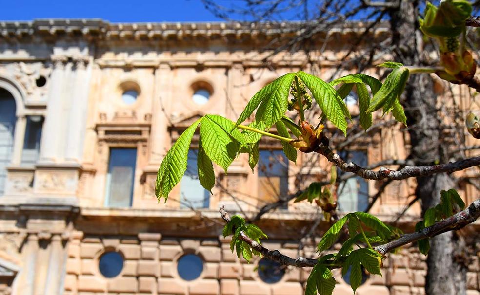 Brotes de hojas y flores de castaño de indias junto al Palacio de Carlos V 