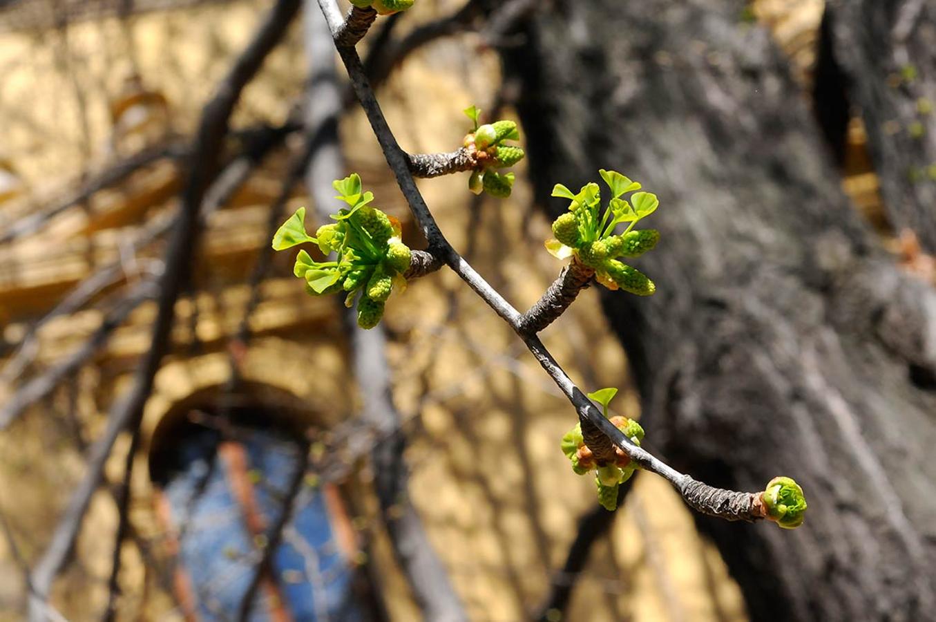 GINKGO BILOVA EN EL JARDÍN BOTÁNICO En los espacios naturales, bosques, jardines y parterres, la bonanza climática adelanta la primavera. La flora muestra ya sus primeros brotes.