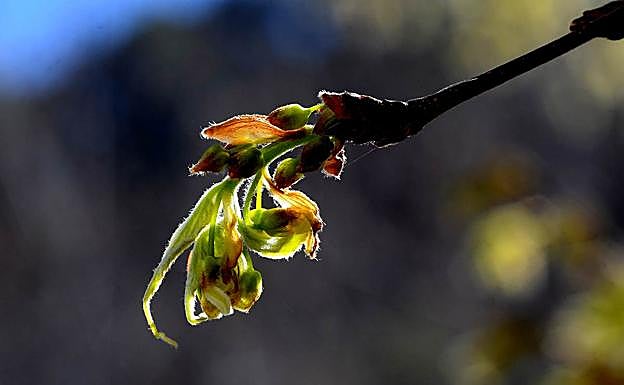 Imagen principal - Brotes de almez / Los Ginkgo bilova del Jardín Botánico ya tienen brotes / El granado de Puerta Real ya muestra sus hojas rojas 
