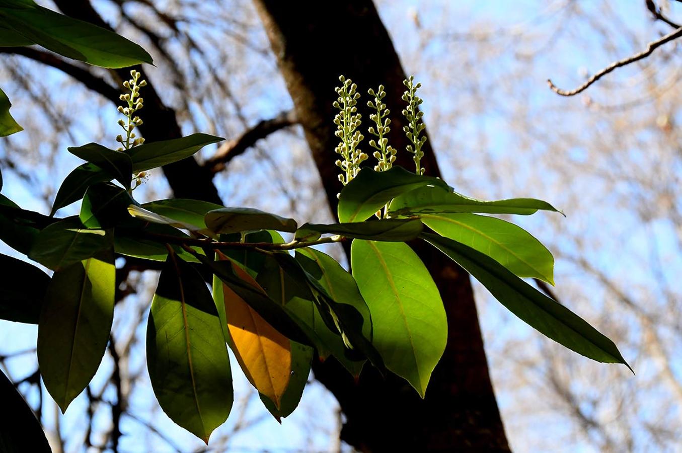 HOJAS Y RACIMOS DE FLORES BROTAN EN EL LAUREL CEREZO, LAUROCERASO En los espacios naturales, bosques, jardines y parterres, la bonanza climática adelanta la primavera. La flora muestra ya sus primeros brotes.