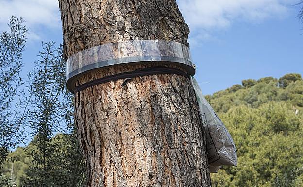 Trampa para las orugas