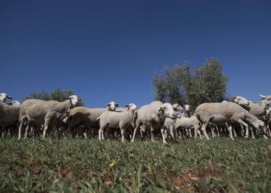 Imagen secundaria 1 - Francisco vuelve a la Alhambra con sus ovejas