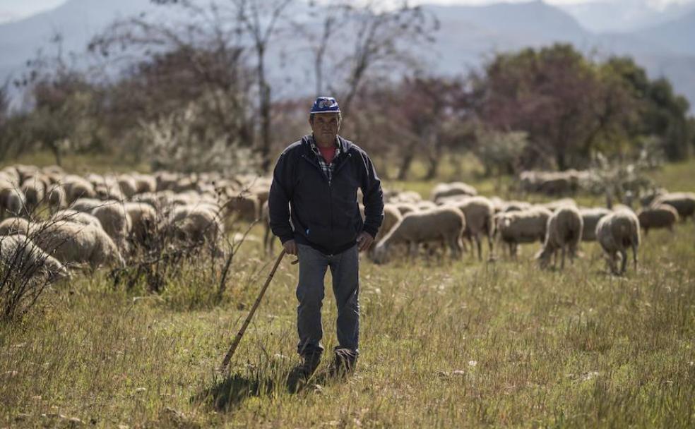 Francisco posa con sus ovejas en la Dehesa del Generalife