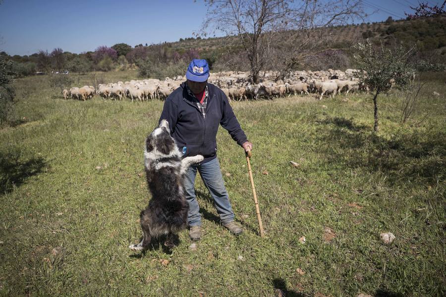 Por tercer año, Francisco ha regresado a la Dehesa del Generalife acompañado de su rebaño y su perro, Canuto.