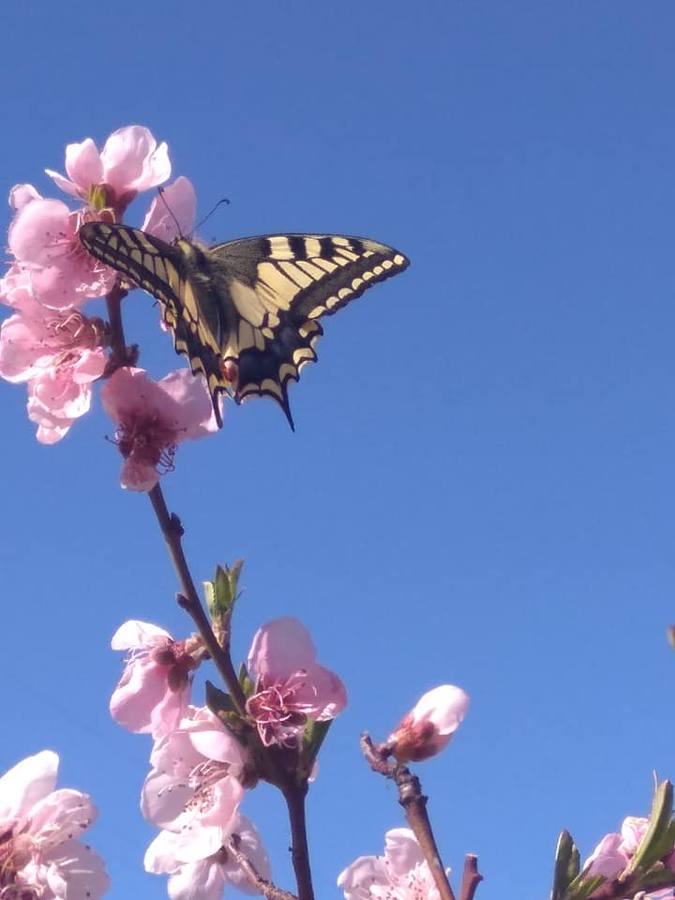 La floración de cerezo en Torres es un espectáculo para los sentidos cada año. No hay que irse ni al valle del Jerte ni a Japón. A pocos minutos de donde se encuentre