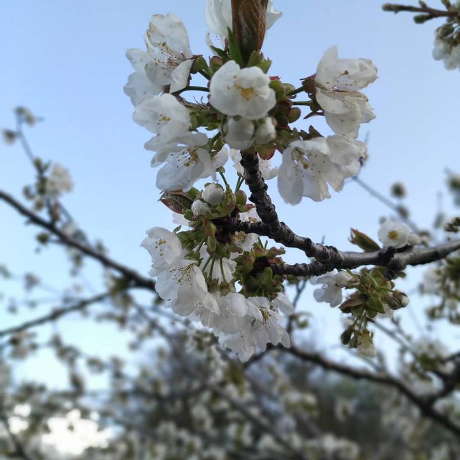 La floración de cerezo en Torres es un espectáculo para los sentidos cada año. No hay que irse ni al valle del Jerte ni a Japón. A pocos minutos de donde se encuentre