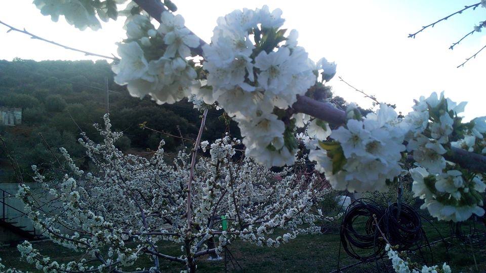 La floración de cerezo en Torres es un espectáculo para los sentidos cada año. No hay que irse ni al valle del Jerte ni a Japón. A pocos minutos de donde se encuentre