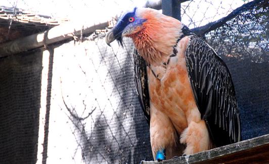 Quebrantahuesos en el centro de cría 