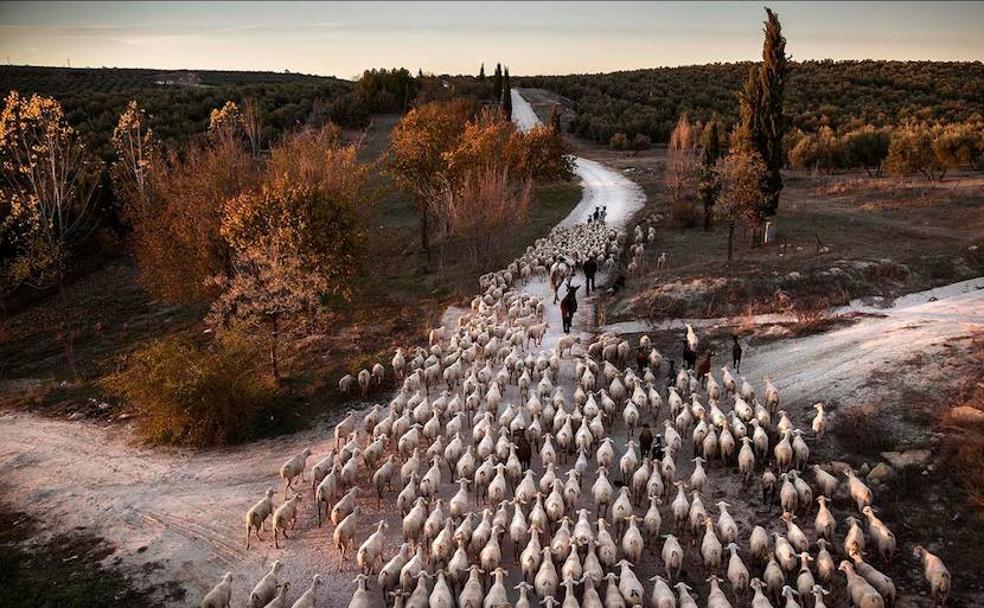 Los rebaños recorren cerca de 200 kilómetros entre las Sierras de Castril y Sierra Morena
