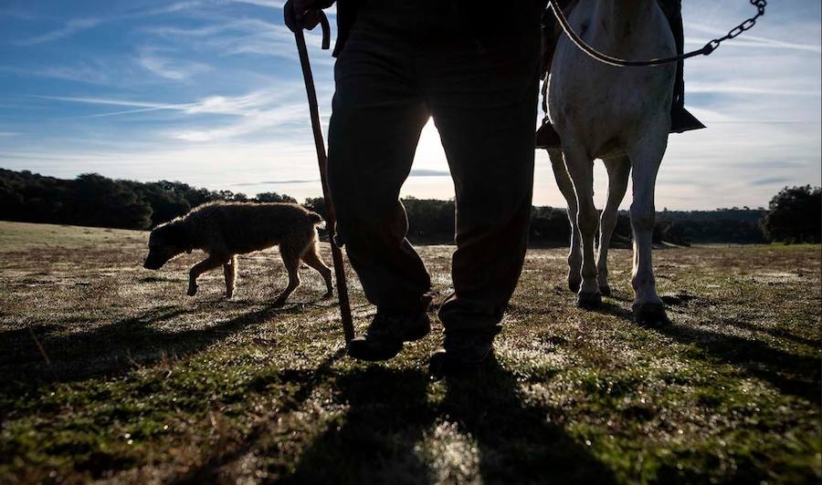 Algunas de las imágenes de Susana Girón sobre la migración del ganado en el altiplano de Granada. Puede  leer el reportaje completo aquí