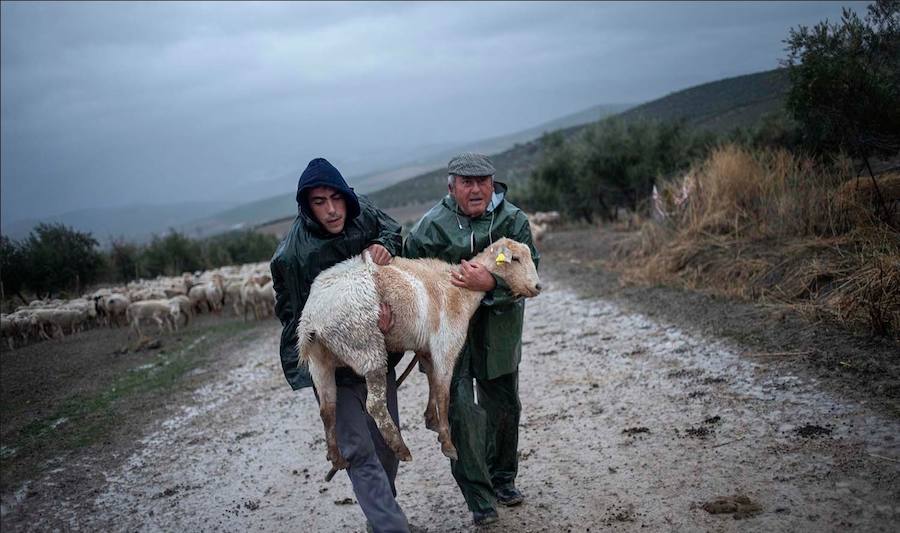Algunas de las imágenes de Susana Girón sobre la migración del ganado en el altiplano de Granada. Puede  leer el reportaje completo aquí