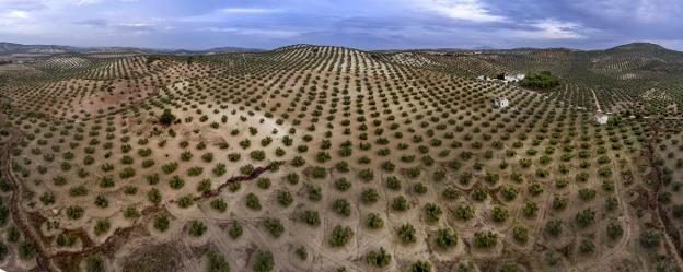 Campo de olivos en la provincia de Jaén, libre de la temida Xylella Fastidiosa a día de hoy según todos los análisis.