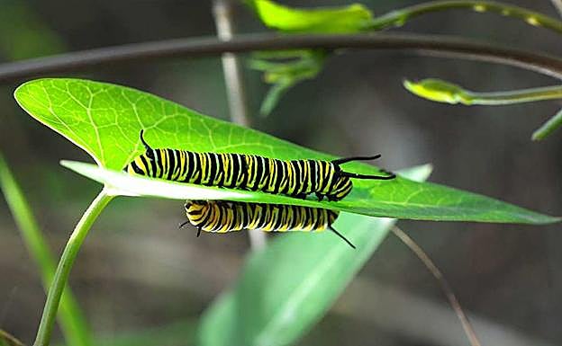 Dos orugas de mariposa Monarca se alimentan de hojas de Cynanchum 