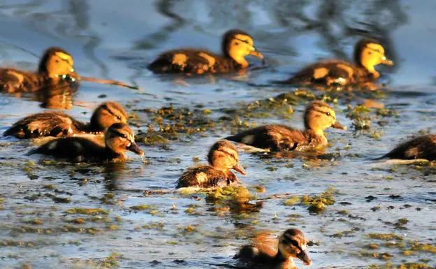 Polluelos de ánade real nadan en una laguna de la Charca de Suárez de Motril 