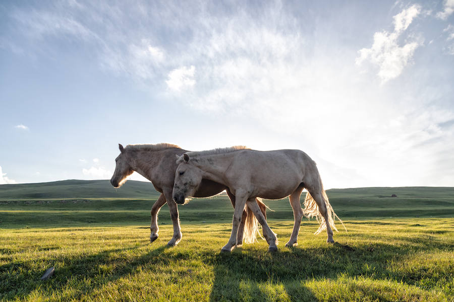 Recopilación de algunas fotografías de la expedición de la fundación Paralelo 70 a Mongolia. Puedes leer  el reportaje completo aquí