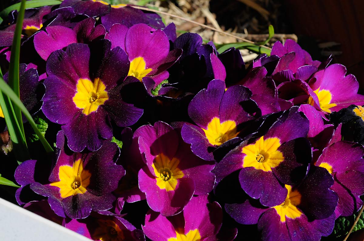 Primaveras en los jardines y parterres. Jardines y entornos naturales adquieren los colores que forman la iconografía de la Semana Santa. Morados, purpuras, rojos... La tradición tienen su origen en la naturaleza