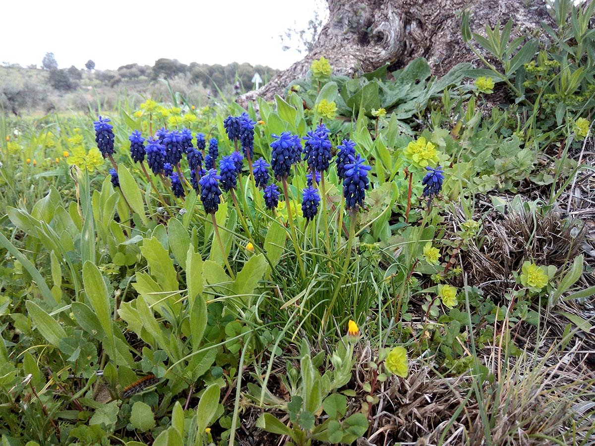Nazarenos, las flores de los muscaris, se llaman así porque forman procesiones. Jardines y entornos naturales adquieren los colores que forman la iconografía de la Semana Santa. Morados, purpuras, rojos... La tradición tienen su origen en la naturaleza