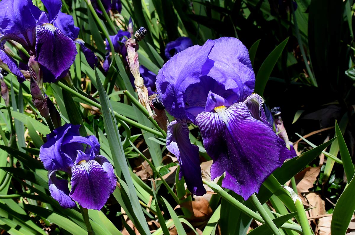 Lirios en los jardines de la ciudad. Jardines y entornos naturales adquieren los colores que forman la iconografía de la Semana Santa. Morados, purpuras, rojos... La tradición tienen su origen en la naturaleza