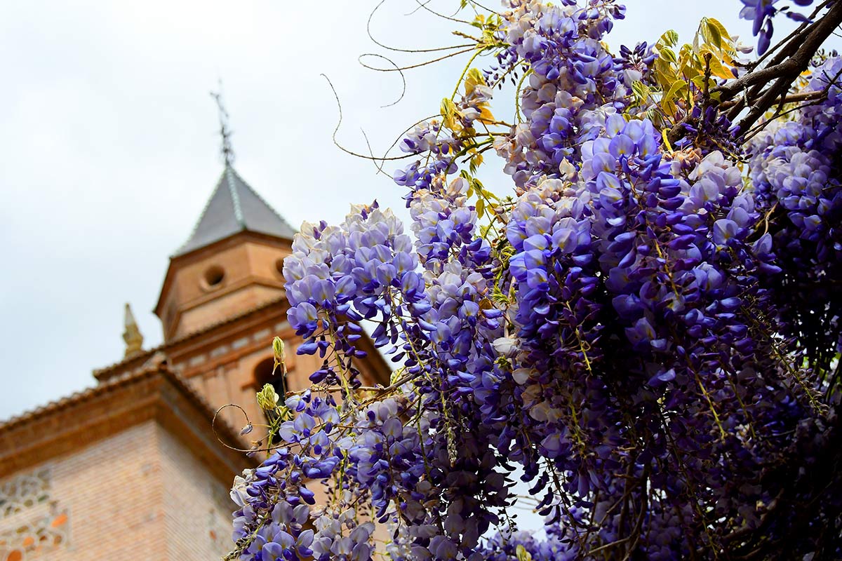Junto a Santa María de la Alhambra, crecen las glicinias. Jardines y entornos naturales adquieren los colores que forman la iconografía de la Semana Santa. Morados, purpuras, rojos... La tradición tienen su origen en la naturaleza