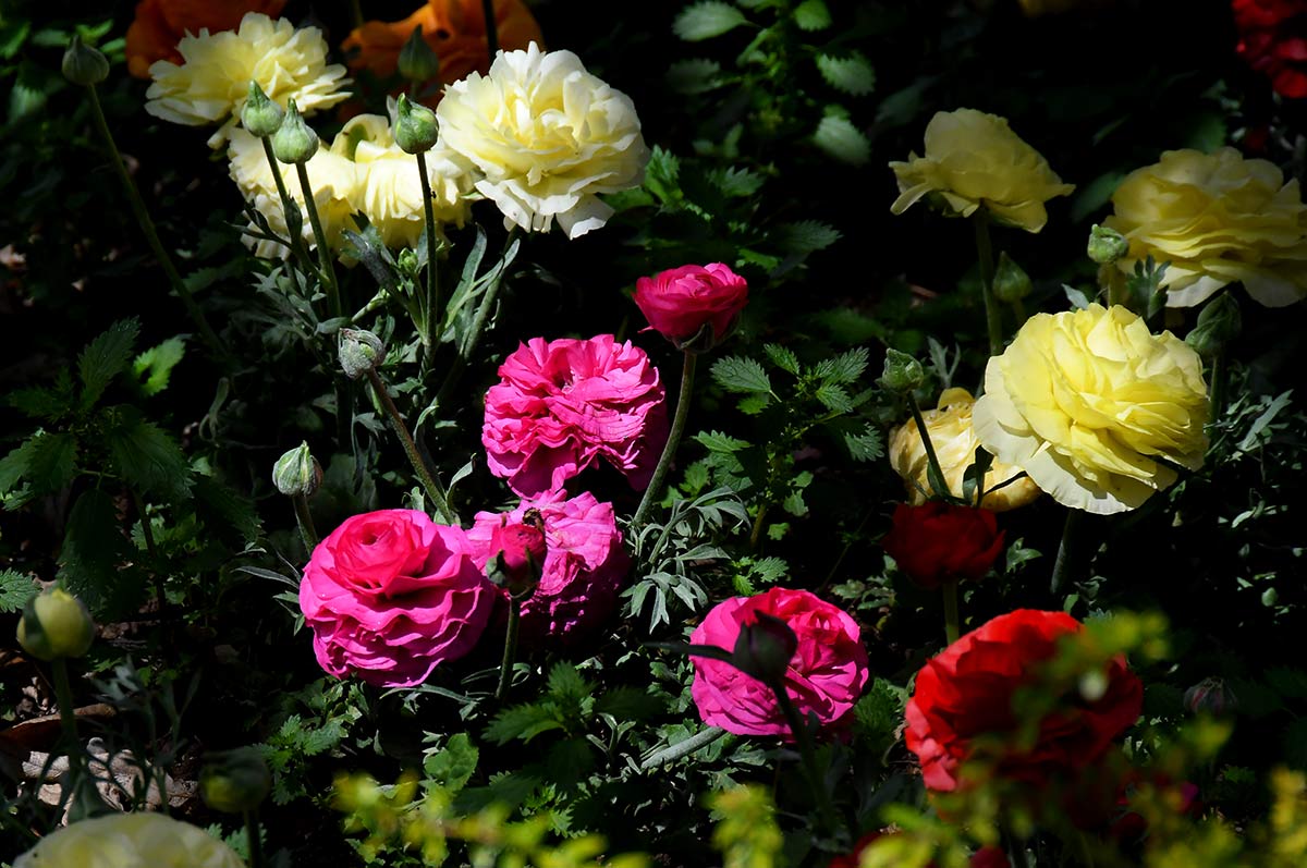 Dalias en los parterres. Jardines y entornos naturales adquieren los colores que forman la iconografía de la Semana Santa. Morados, purpuras, rojos... La tradición tienen su origen en la naturaleza