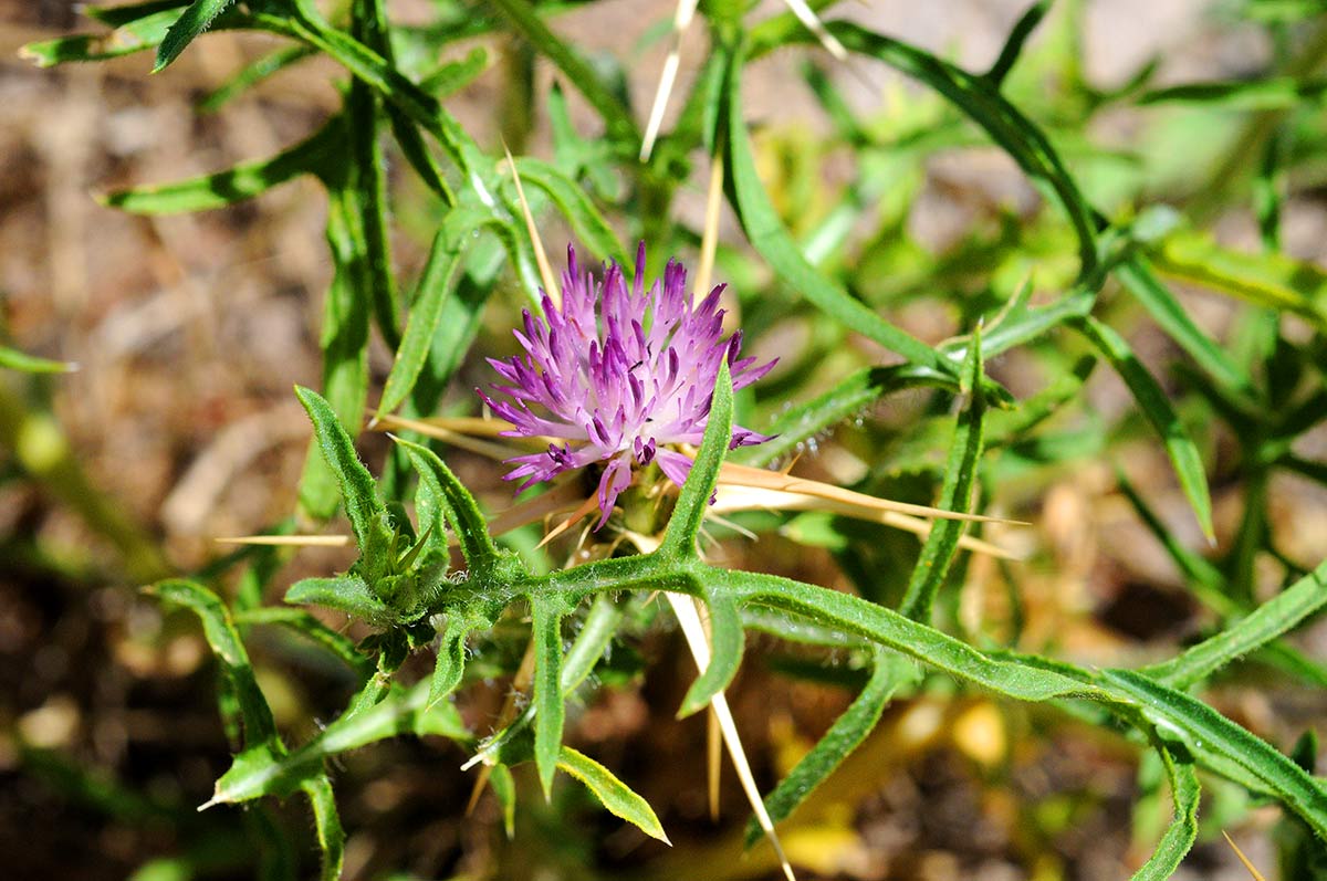 Este cardo es conocido como Azotacristos. Jardines y entornos naturales adquieren los colores que forman la iconografía de la Semana Santa. Morados, purpuras, rojos... La tradición tienen su origen en la naturaleza