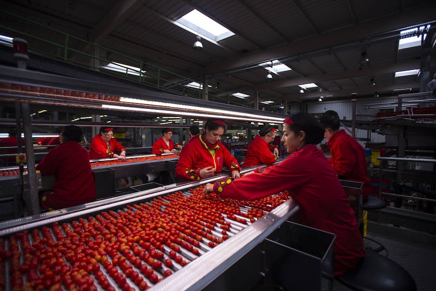 Trabajadora manipulan cherry en una hortofrutícola de la Costa granadina. 