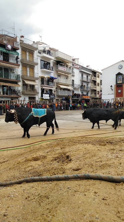 Beas de Segura cierra sus fiestas de los 'toros ensogaos' celebrando San Marcos. Ayer tuvo lugar el tercer y último desencajonamiento de este año