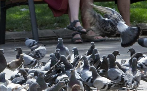 La razón por la que no debes dar de comer a las palomas