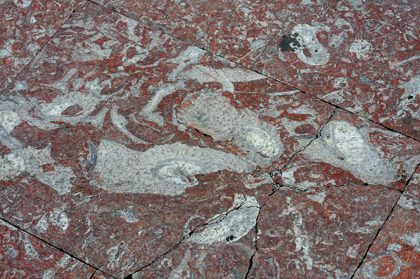Manchas blancas que muestra la presencia de rudistas, moluscos de hace100 millones de años. Desde Puerta Real a la Catedral, un recorrido para descubrir la evolución de la Tierra, un paseo de la mano de paleontólogos de la UGR