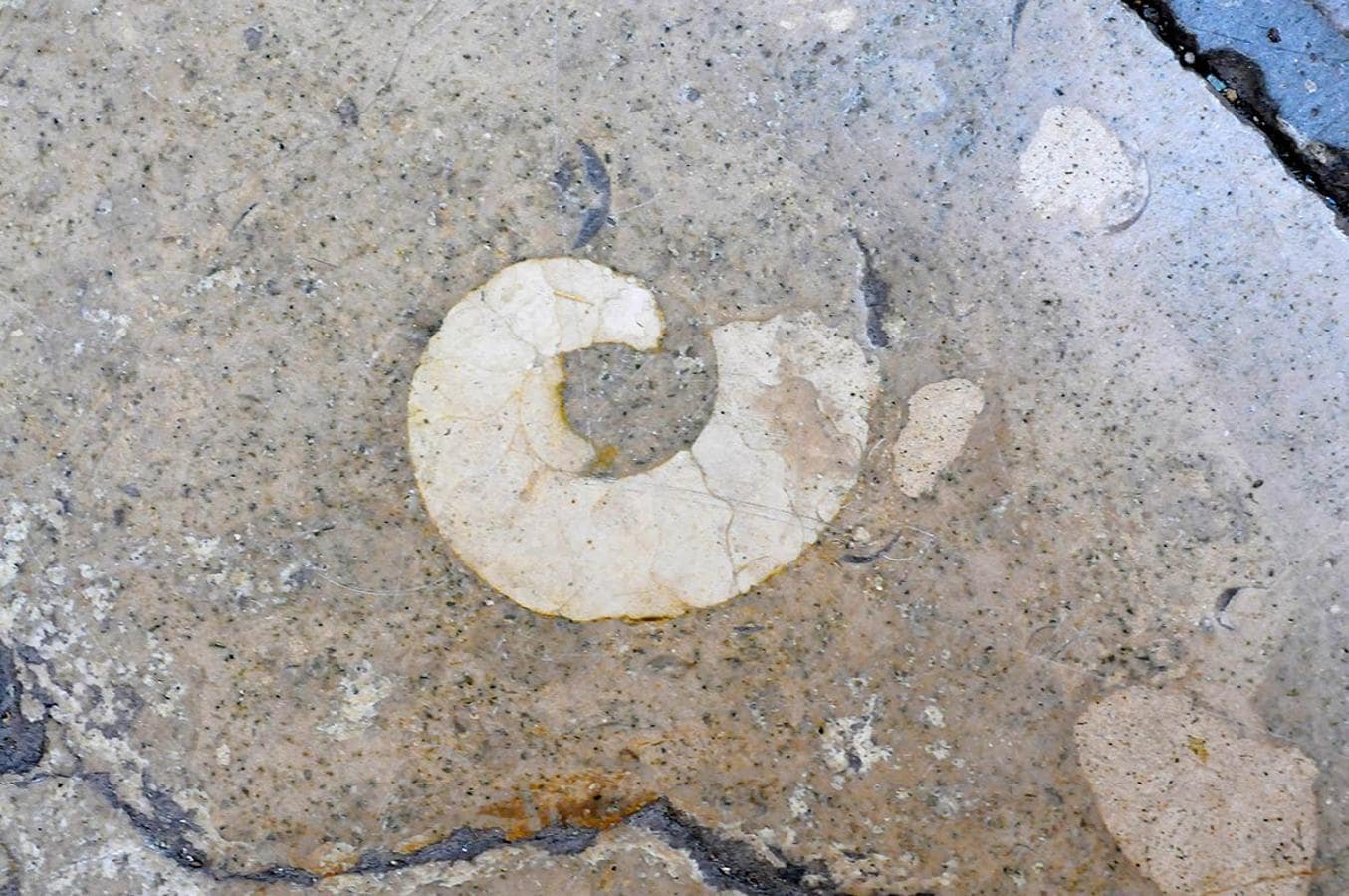 Ammonites en el pavimento de la calle Oficios. Desde Puerta Real a la Catedral, un recorrido para descubrir la evolución de la Tierra, un paseo de la mano de paleontólogos de la UGR
