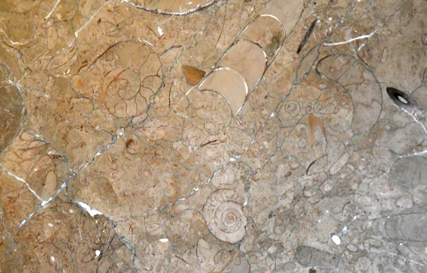 Ammonites en el pavimento de la Madraza. Desde Puerta Real a la Catedral, un recorrido para descubrir la evolución de la Tierra, un paseo de la mano de paleontólogos de la UGR