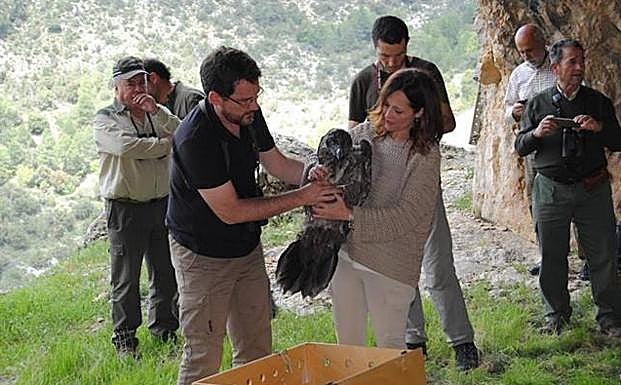 Sueltan a un nuevo ejemplar de quebrantahuesos en Cazorla