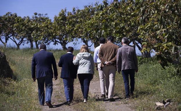 La campaña se cuece en una finca de aguacates de Motril.